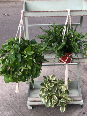 Hanging plants In a Macramé hanger