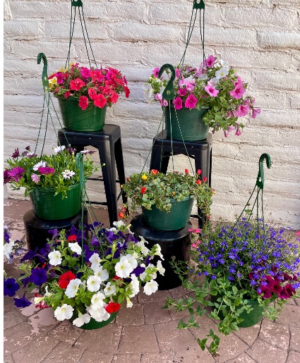 Hanging Pot Variety Plant