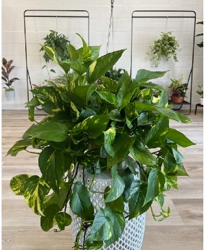 Hanging Pothos 