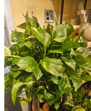Hanging pothos  Green plant