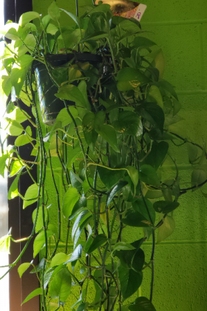 Hanging Pothos House Plant - Currently In Stock