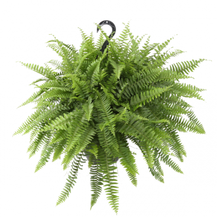 Hanging Potted Fern Plant