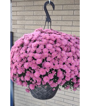 Hanging Potted Mum Blooming Plant