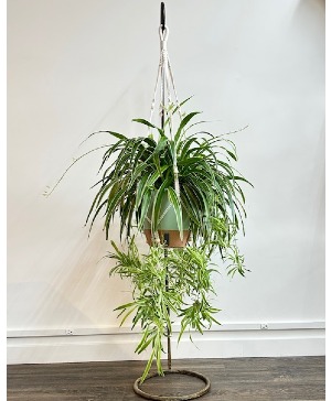Hanging Spider Plant 