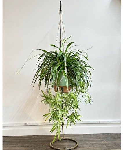 Hanging Spider Plant 