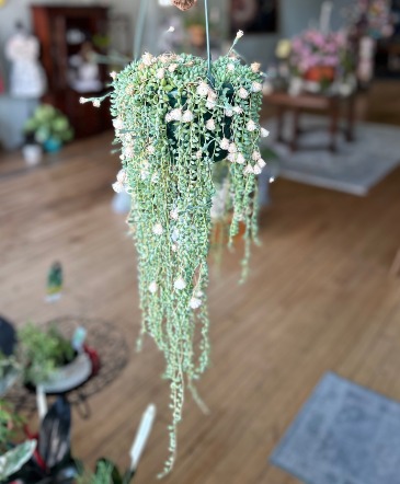 Hanging String of Pearls  in Mazomanie, WI | B-STYLE FLORAL AND GIFTS