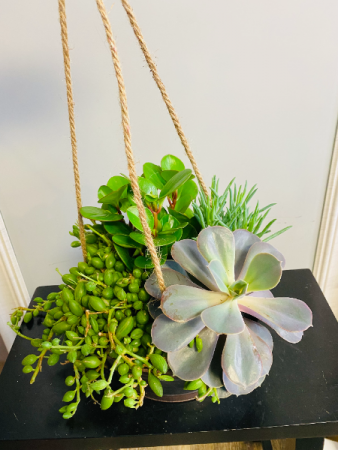Hanging succulent garden PLANT