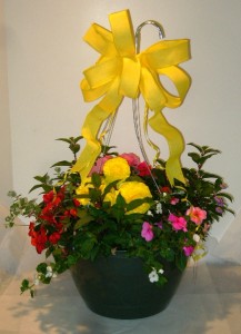 HANGING SHADE BASKET Plant