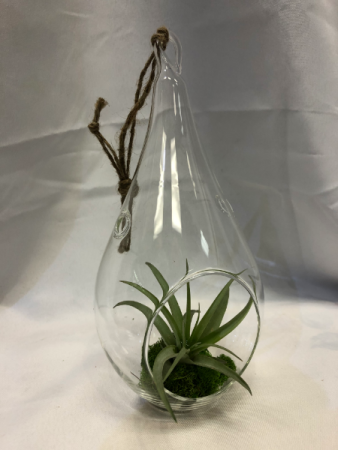 Hanging Tillandsia Green Air Plant in Glass Globe