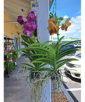 Hanging Vanda Orchid 
