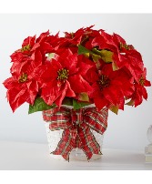 Happiest Holiday Poinsettia 