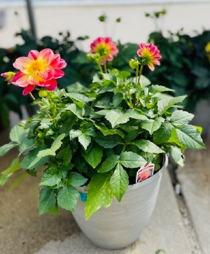 Happy Dahlia Container Plant