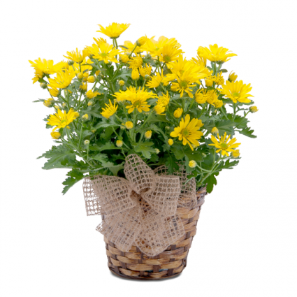 Chrysanthemum Basket 