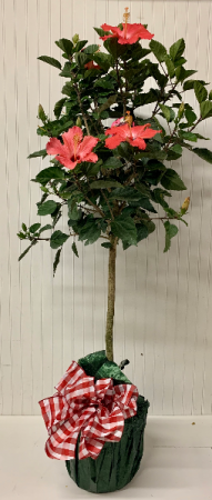 Happy Hibiscus