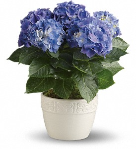 Happy Hydrangea - Blue plant