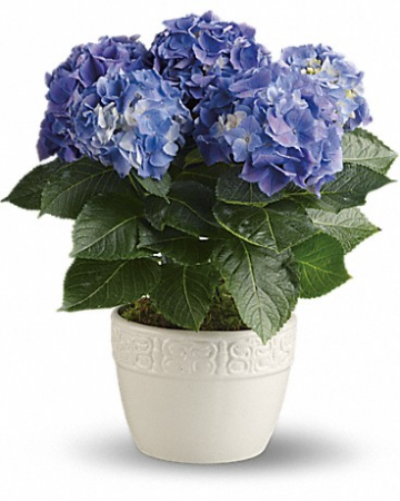 Happy Hydrangea-Blue Pot Arrangement
