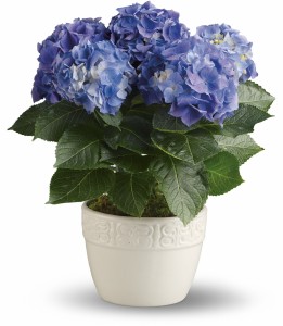 Happy Hydrangea H892A