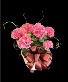 Happy Hydrangea - Pink 