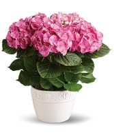 Happy Hydrangea- Pink Arrangement