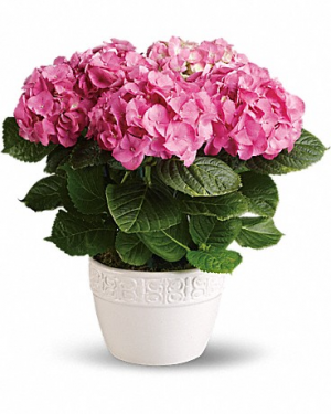 Happy Hydrangea-Pink Pot Arrangement