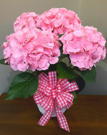 Happy Hydrangea Plant