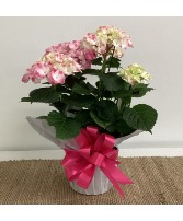 Happy Hydrangea Potted Plant Plant