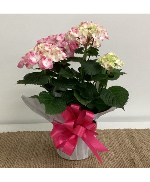 Happy Hydrangea Potted Plant Plant