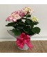 Happy Hydrangea Potted Plant Plant