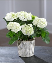 Happy Hydrangea - White (6" container) plant