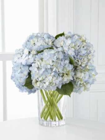 Happy Hydrangeas White Hydrangeas in vase in Union, MO | Sisterchicks Flowers and More LLC 