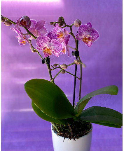 Happiness Orchids In Ceramic