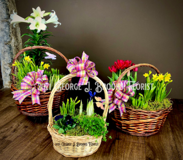 Happy Spring! Basket Gardens in Brattleboro, VT | George J. Brooks Florist LLC
