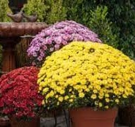 Large Hardy Chrysanthemum Potted Plant in Portland, MI | COUNTRY CUPBOARD FLORAL