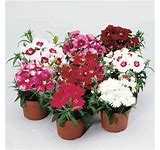 Hardy Dianthus Greenhouse