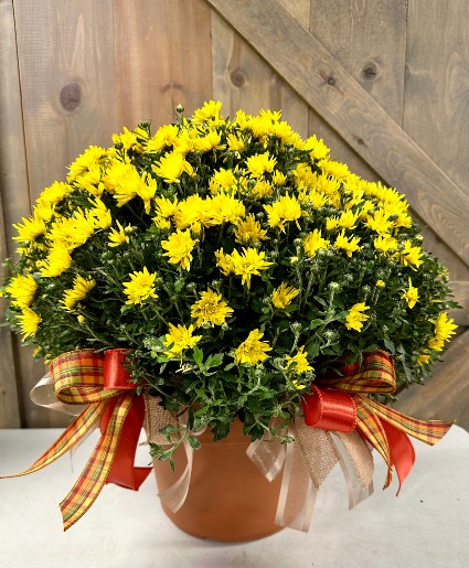 Hardy Fall Mum Plant