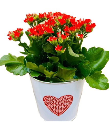 Hardy Heart Kalanchoe  Flowering Plant