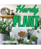 Hardy Plant 