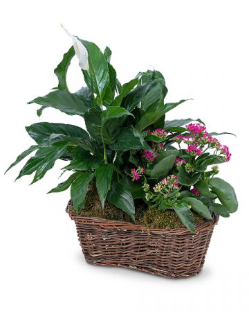 Harmony Basket Plant