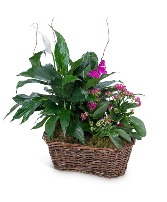 Harmony Basket with Butterflies Plant