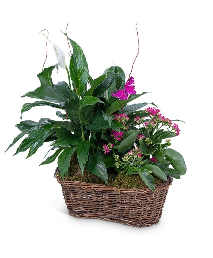 Harmony Basket with Butterflies Plant