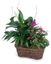 Harmony Basket with Butterflies Plants