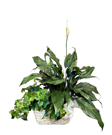 Harmony Green Basket  in Charlotte, NC | FLOWERS PLUS