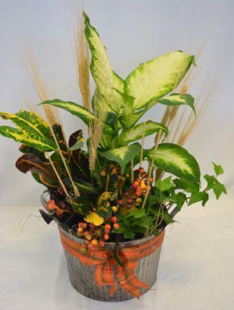 HARVEST BLEND PLANTER PLANT MIX