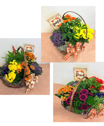 Harvest Blooming Gardens MIxed Plant Basket