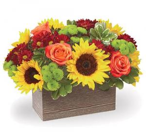 Harvest Garden SOLD OUT in Whitesboro, NY | KOWALSKI FLOWERS INC. Harvest Garden SOLD OUT in Whitesboro, NY | KOWALSKI FLOWERS INC.
