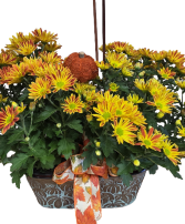 Harvest Moon Mum Plant