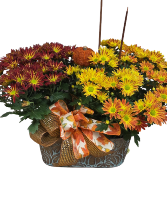 Harvest Moon Mum Plant in Fort Erie, Ontario | Gift Baskets Niagara