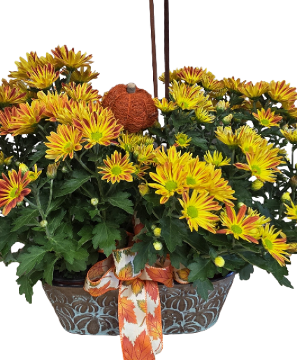 Harvest Moon Mum Plant