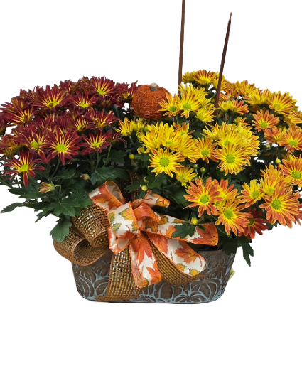 Harvest Moon Mum Plant