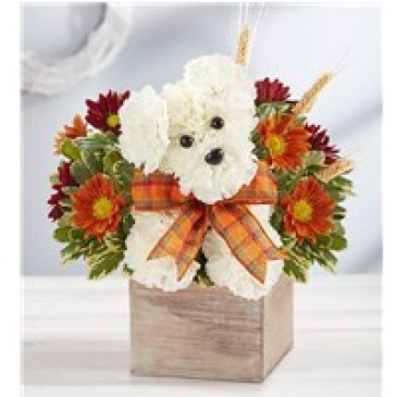 Harvest Pup In Keepsake Weathered Wood Box in Gainesville, FL | PRANGE'S FLORIST